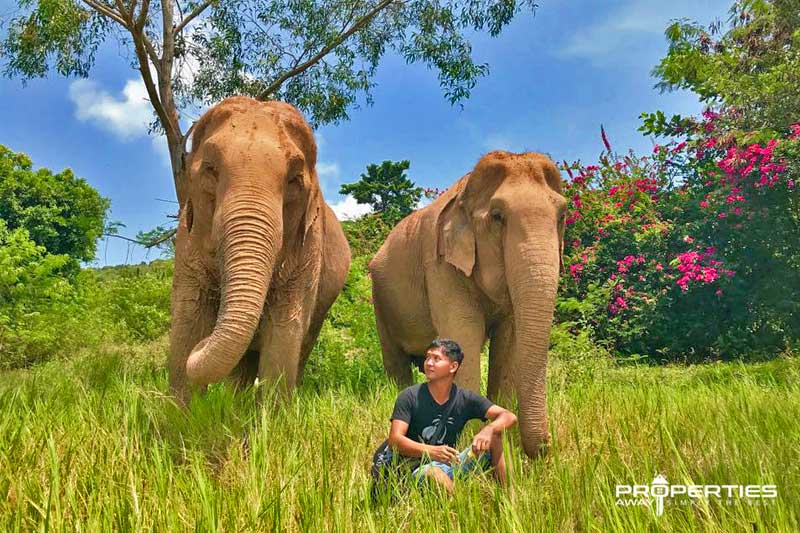 Properties Away Koh Samui Day Trips Elephant Sanctuary
