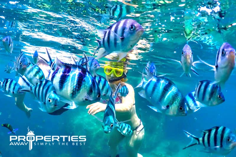 properties away koh samui water sport snorkeling